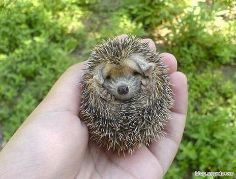 baby-hedgehog-2