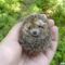 baby-hedgehog-2