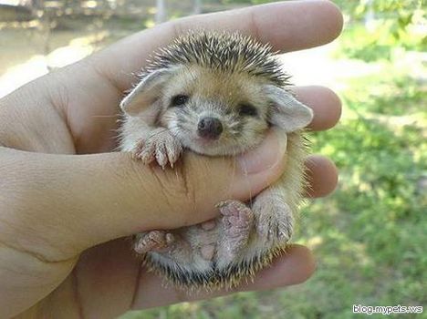 baby-hedgehog-3