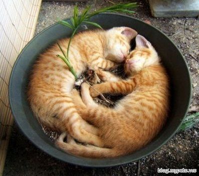 cats-sleeping-in-pot-plant