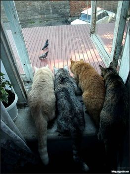 cats-watching-pigeons-450x600