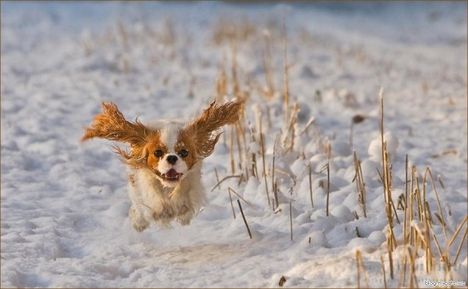 dog-running-in-the-snow-600x370