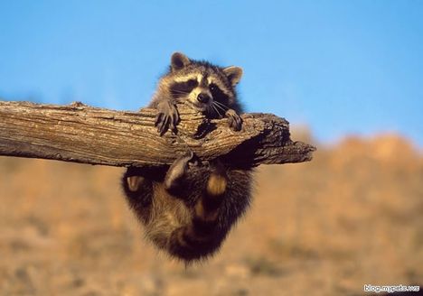 racoon_in_truble