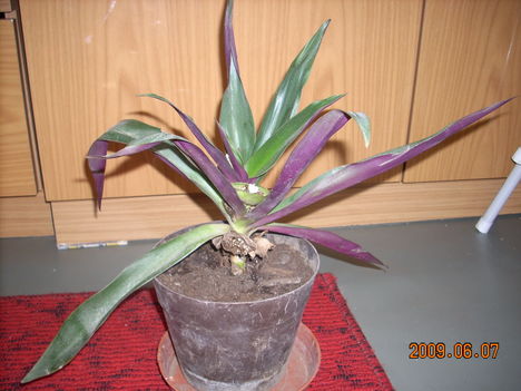 Rhoeo discolor