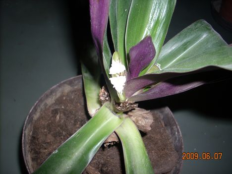 rhoeo discolor virága