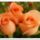 104941_88991_n[1]