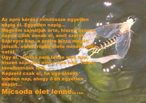 Az apro kérész csak egyetlen napig él