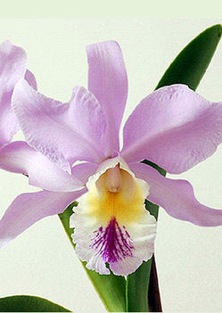 orchidea14[1]