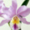 orchidea14[1]