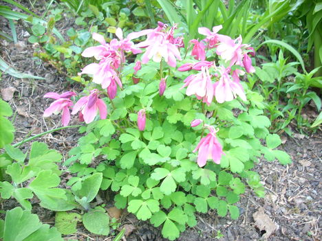 2009-05-17- Örs születésnapja Surteban 062
