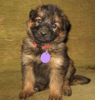 Adlershügelische Wache Kennel 