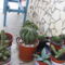 Kaktuszok  2009.06.08