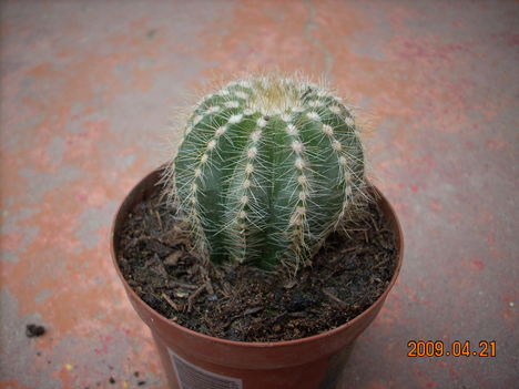 Eriocactus magnificus