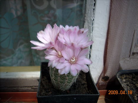 Gymnocalycium bruchii