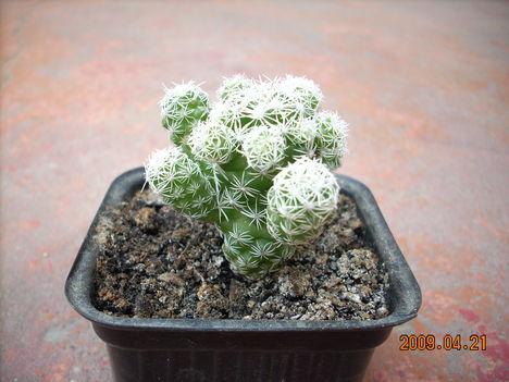 Mammillaria gracilis