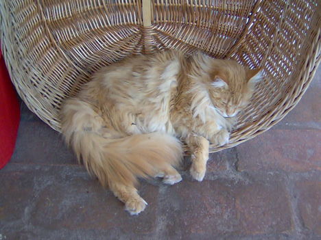 Mittagschlaf