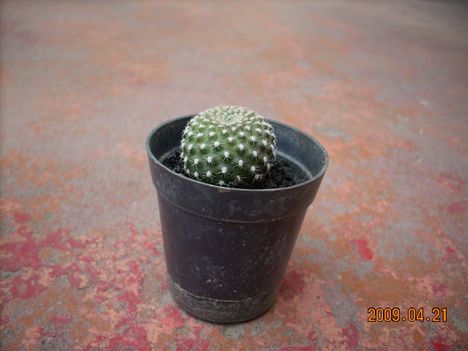 Rebutia, talán krainziana