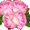 rózaszín