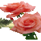 rózsrózsák