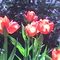 tulipán 3
