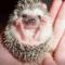 baby hedgehog