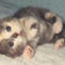 baby mogwai