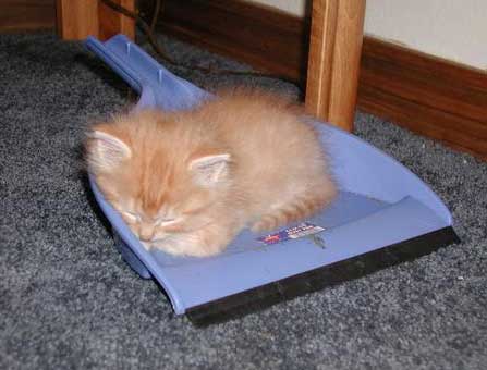 [Funny Mails] 48 - P'tit chat - babyhairball