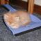 [Funny Mails] 48 - P'tit chat - babyhairball