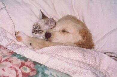 [Funny Mails] 50 - P'tit chat - bedbuddies