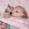 [Funny Mails] 50 - P'tit chat - bedbuddies