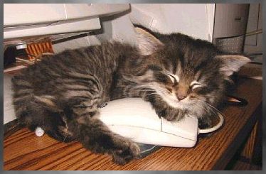 [Funny Mails] 53 - P'tit chat - gotmouse