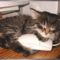 [Funny Mails] 53 - P'tit chat - gotmouse