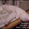 [Funny Mails] 54 - P'tit chat - mouse
