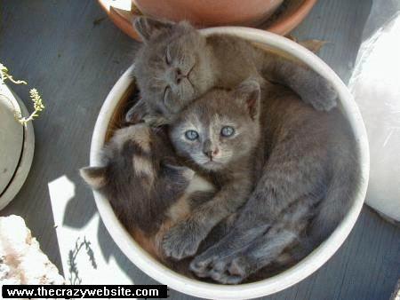 [Funny Mails] 55 - P'tit chat - plant