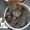 [Funny Mails] 55 - P'tit chat - plant