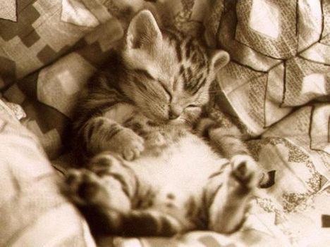 [Funny Mails] 57 - P'tit chat - sleeping
