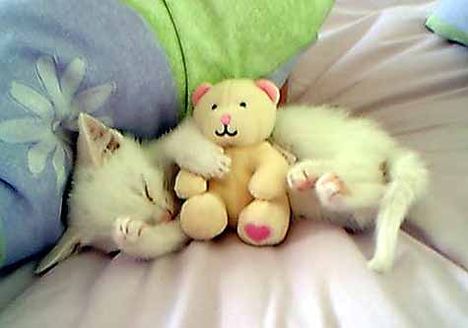[Funny Mails] 59 - P'tit chat - teddykitty