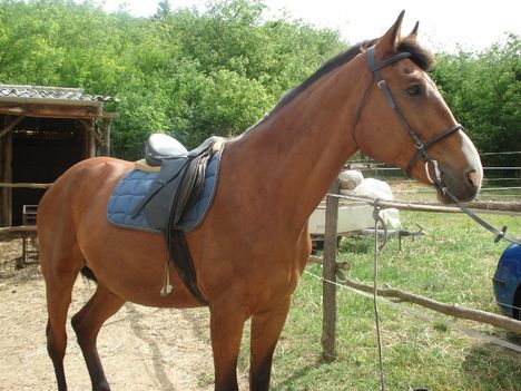 Szoni