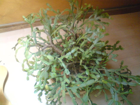 Karácsonyi kaktusz (Schlumbergera )