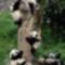 Panda macik