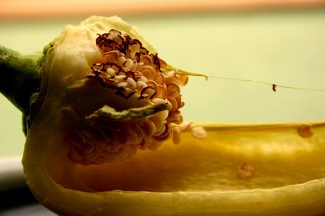 paprika portré