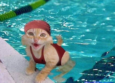 swimmingcat