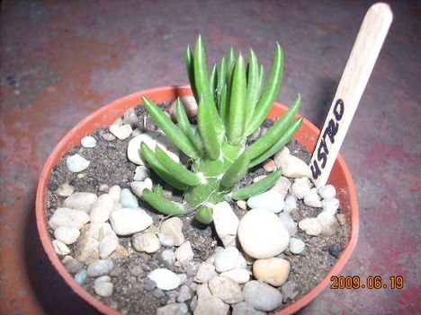 Austro cylindropuntia