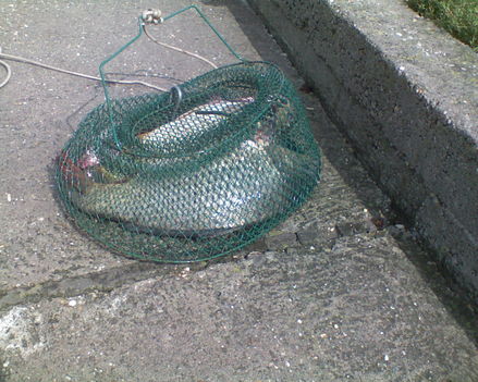 Gárdony-08-09-08 007