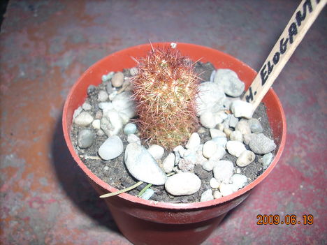 mammillaria elongata