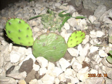 opuntia, télálló