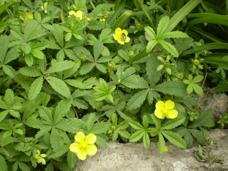 Sárga szegő