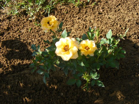 Törpe sárga rózsa 2009.06.19