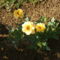 Törpe sárga rózsa 2009.06.19