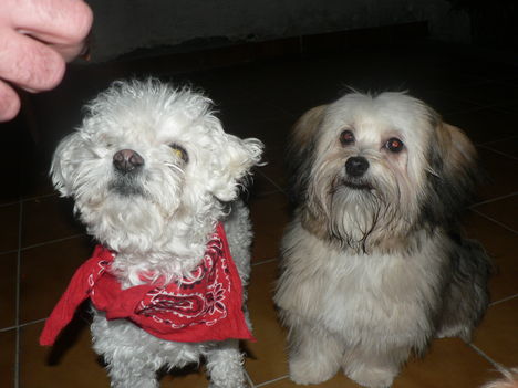 kutyalányok 2008.03